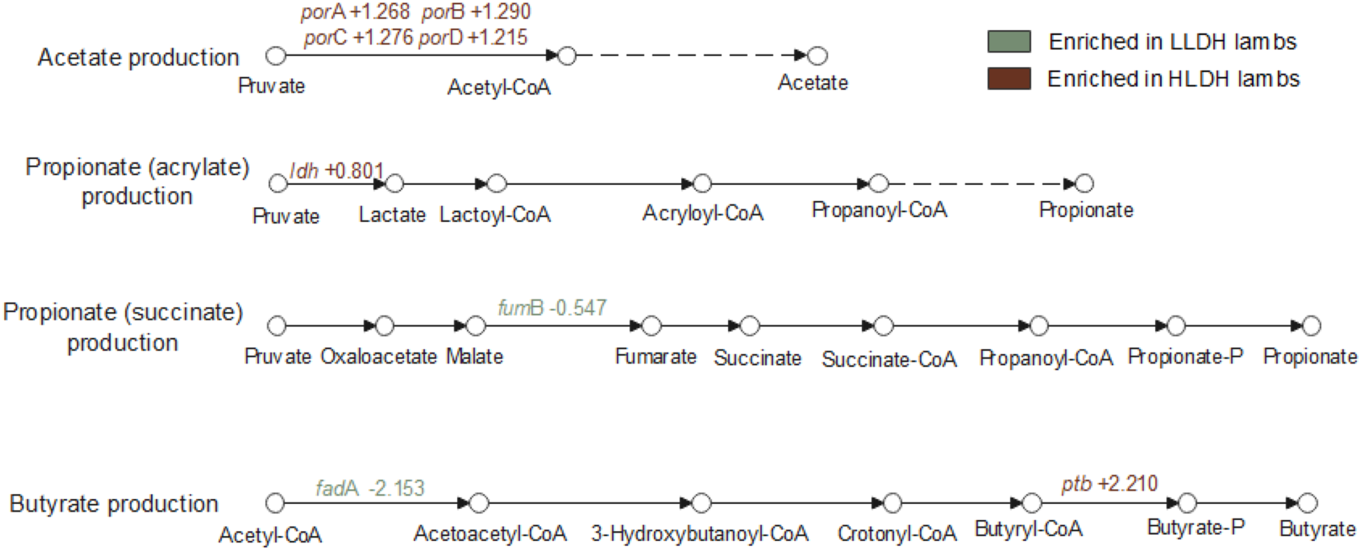 Pathways of volatile fatty acid production in lambs, showing acetate, propionate and butyrate production with gene enrichment in LLDH and HLDH lambs. See long description.