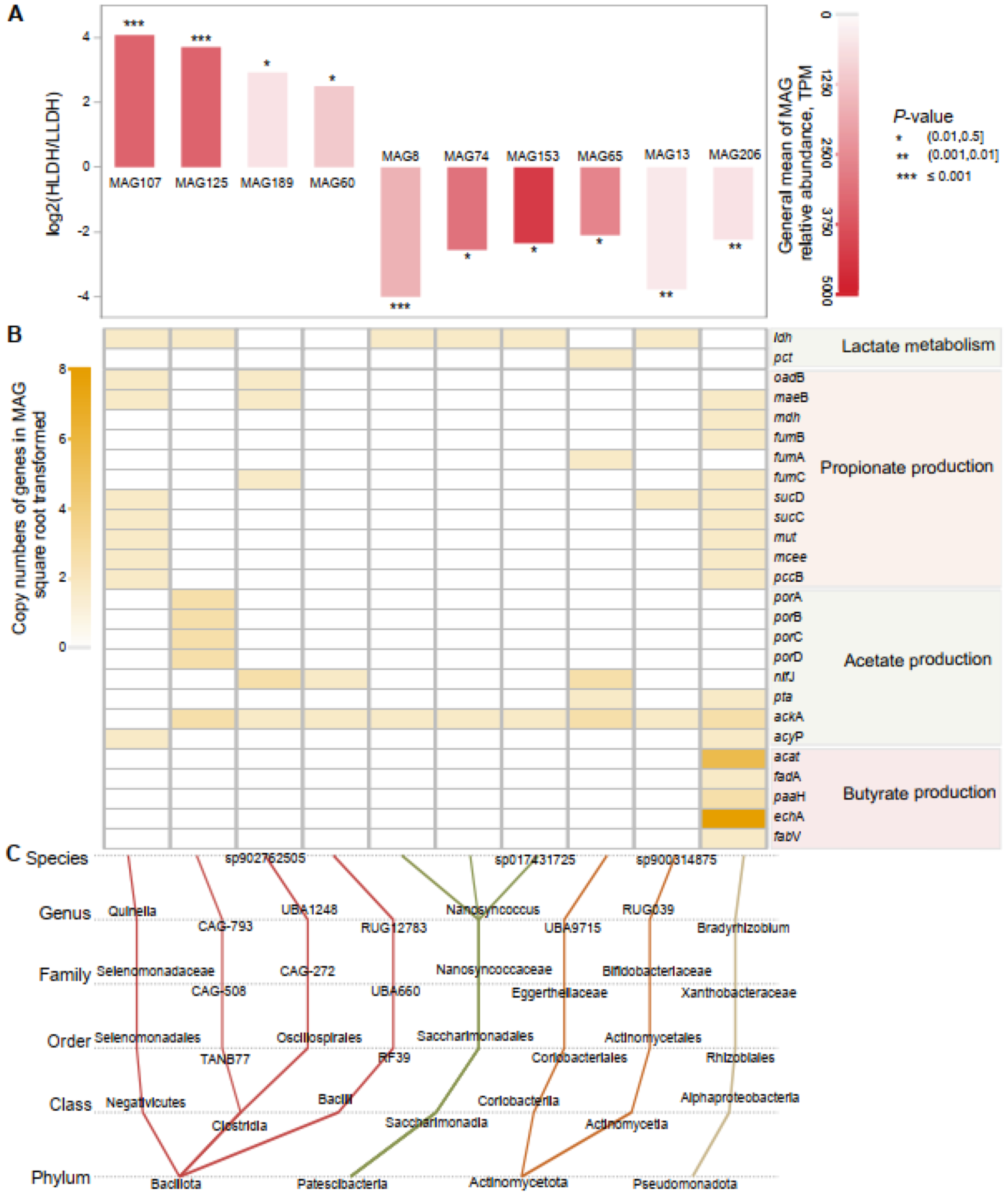 Comparison of MAGs in lambs, gene distribution for metabolism and taxonomic annotation. See long description.