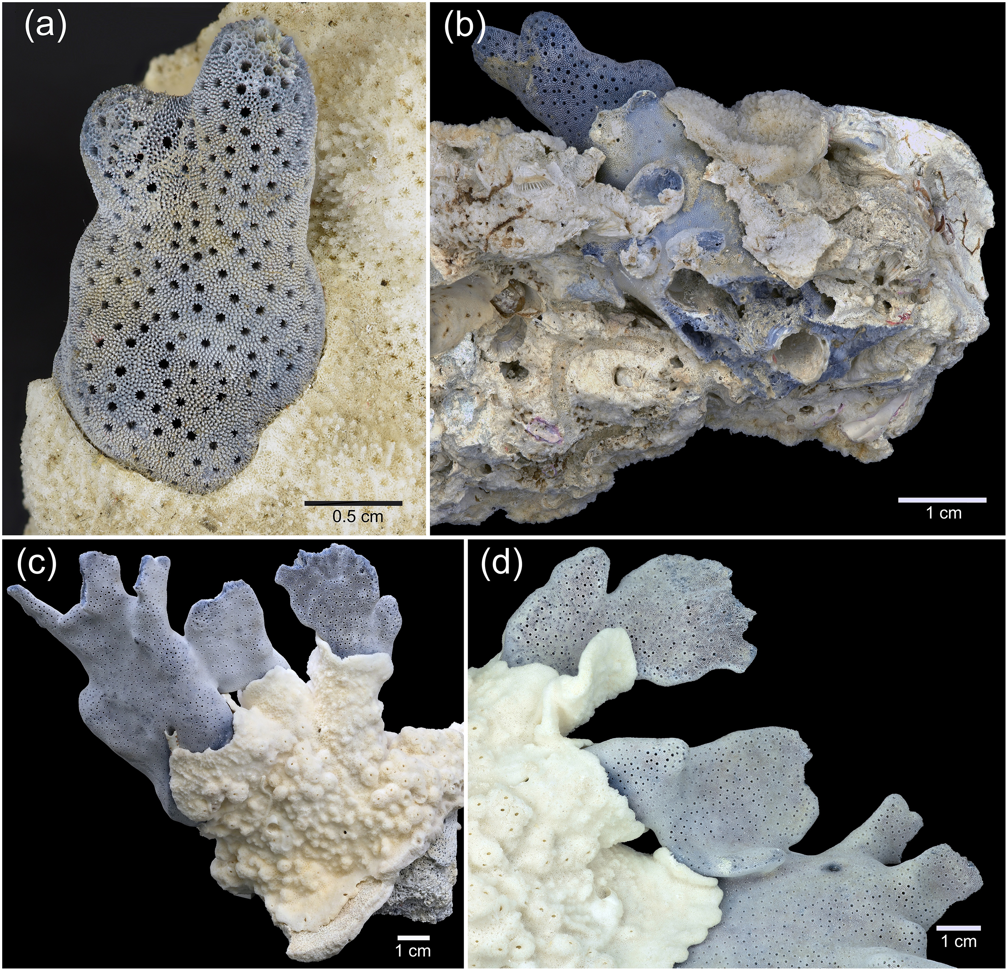 Coral skeletons of Heliopora sp. being overgrown by Montipora corals in Indonesia.