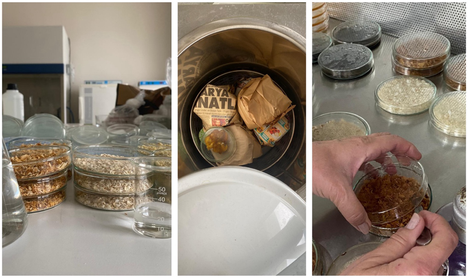 Three photos showing stages of preparing fungal material in a lab.