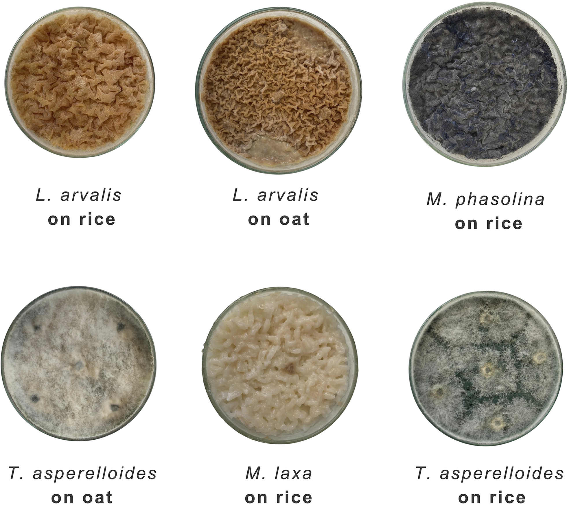 Six petri dishes showing different fungal materials growing on rice and oats.