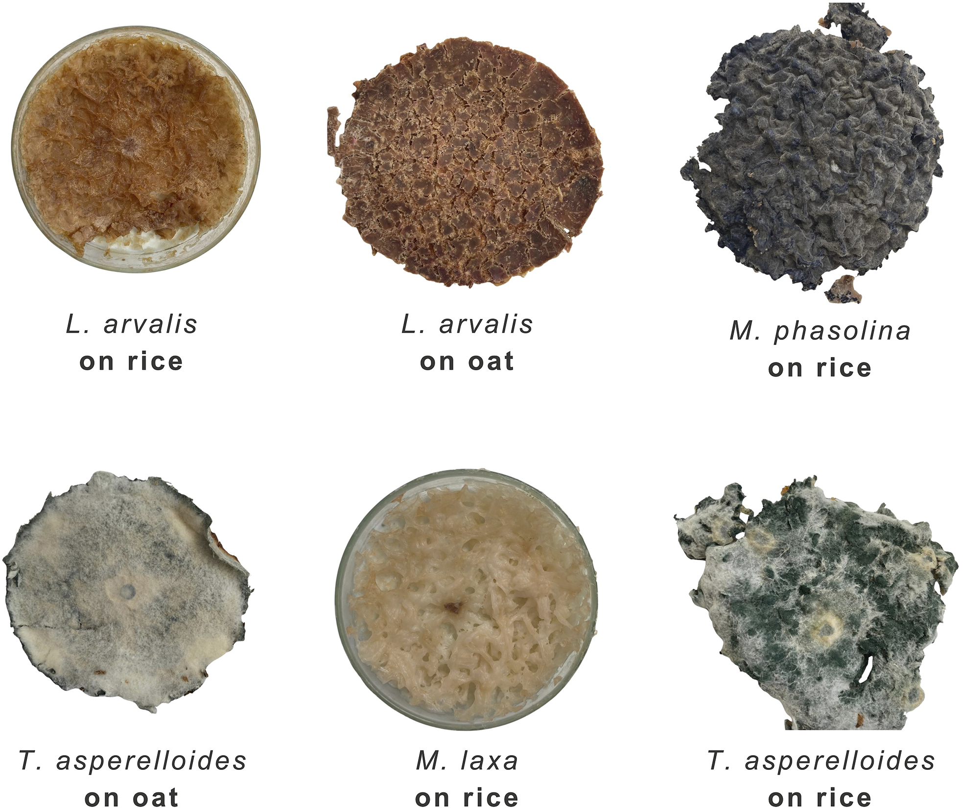 Six images of fungal material samples on different substrates.