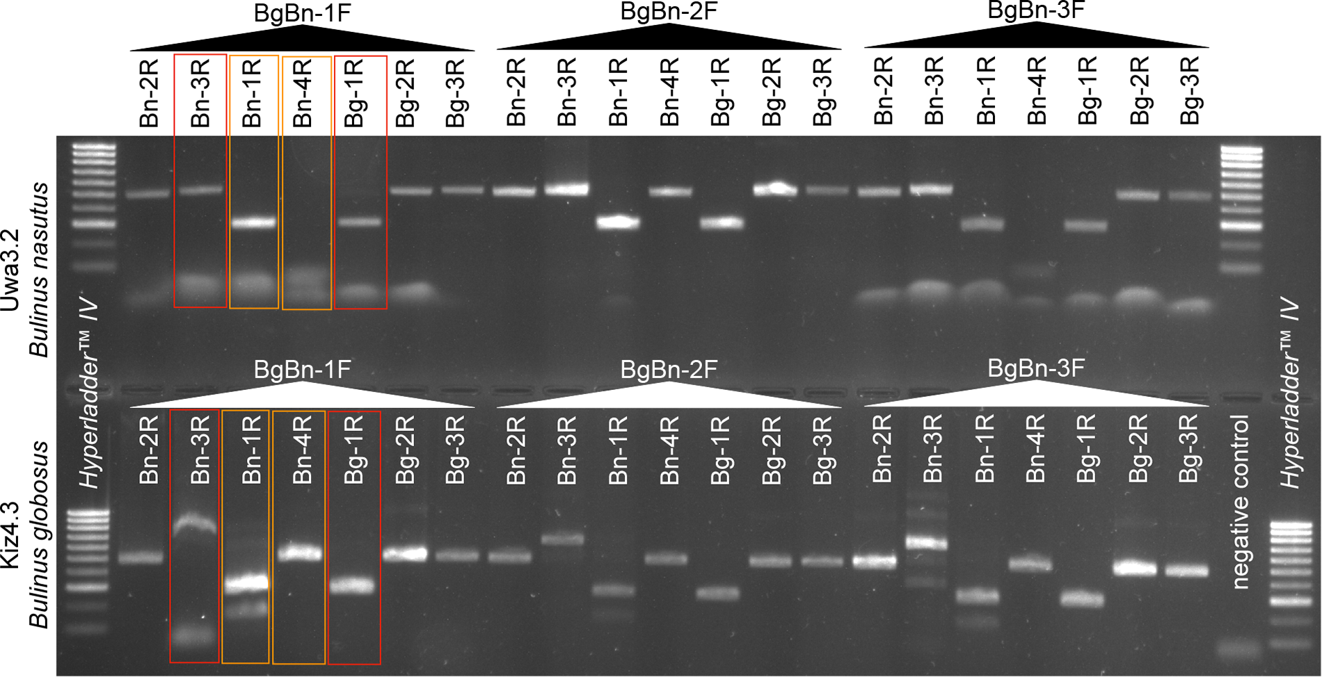 Composite gel electrophoresis image with two rows of lanes, lane labels and DNA bands on a dark background.