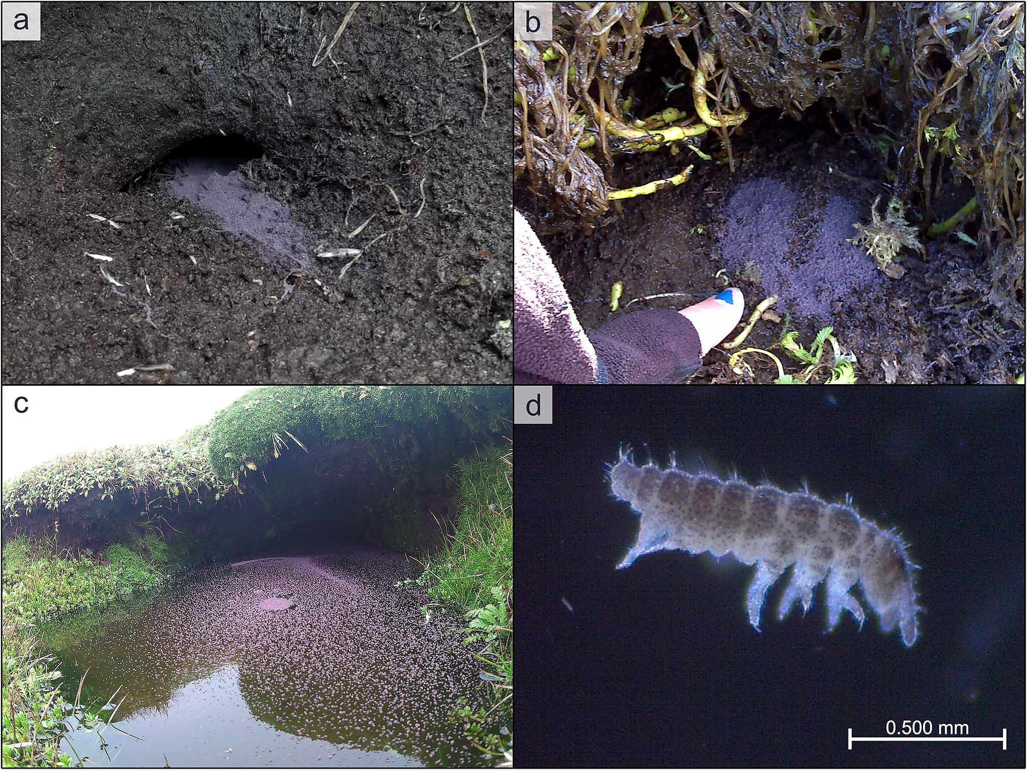 Four photos showing purple aggregations of Ceratophysella denticulata springtails in petrel burrows and a microscopic view of a single specimen. See long description.