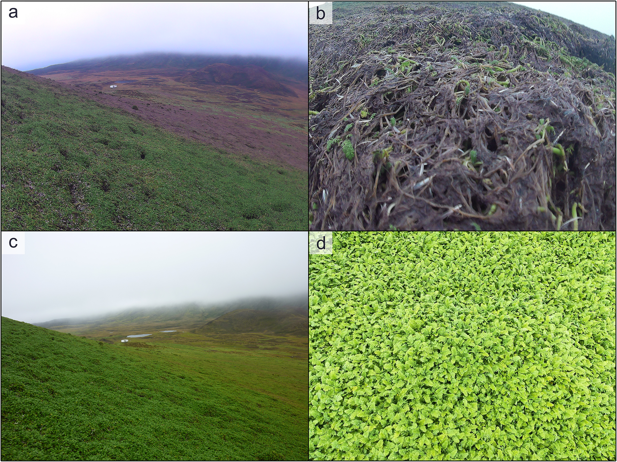 Four photos comparing healthy and decaying Leptinella plumosa vegetation at Swartkops across different years. See long description.