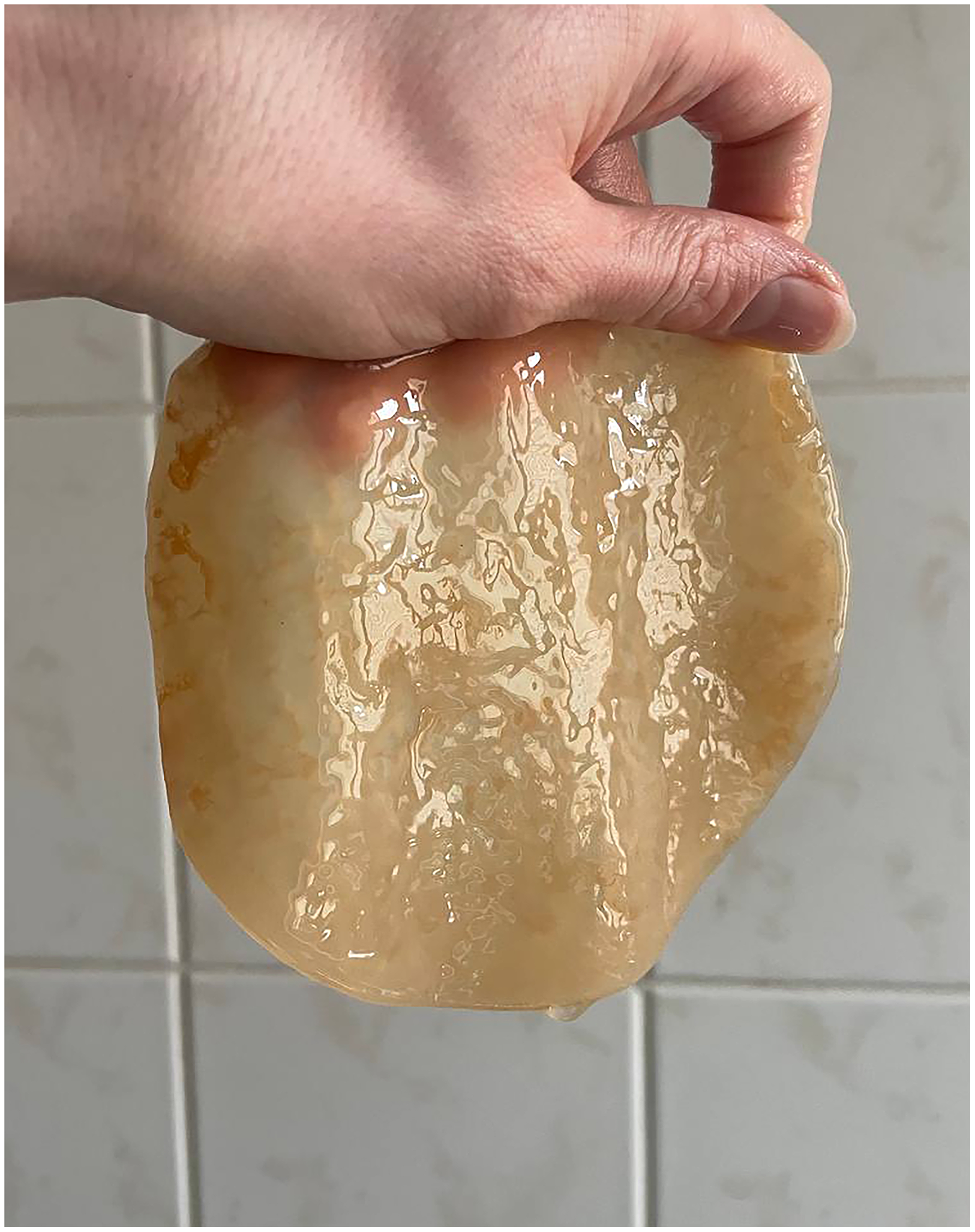Right: Spontaneous SCOBY pellicle grown from mirabelle plums foraged in Nauen, Brandenburg, September 2025.