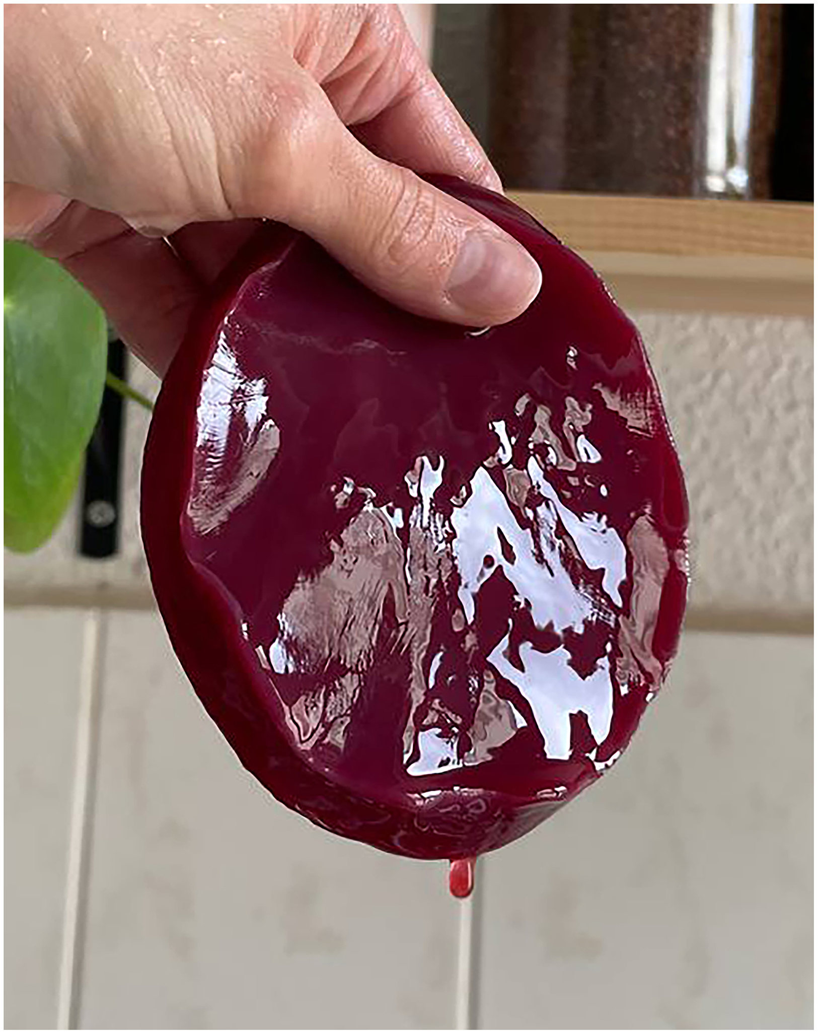 Left: SCOBY pellicle grown from raw elder fruit (from which the pigment originates) and mirabelle wild vinegar starter culture, both foraged in Berlin, September 2025.