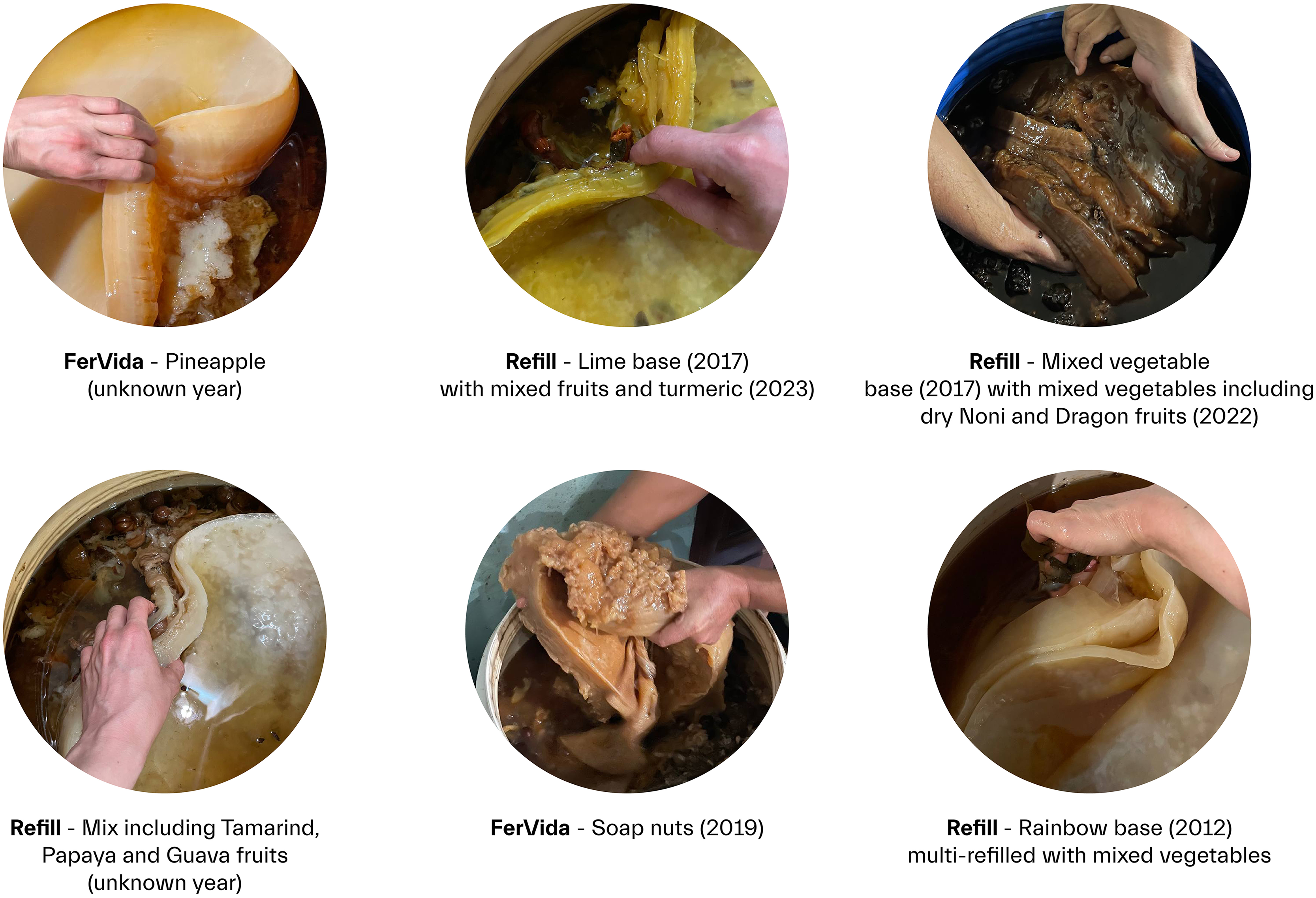 Left: Spontaneous SCOBY pellicle (right hand) grown from Mangosteen-based Nam Mak, and mangosteen residues (left hand) shown by Waratchanat in Baan Ama Farmstay, Pak Chong District, Nakhon Ratchasima Province, Thailand, May 28th, 2024. May 2024.