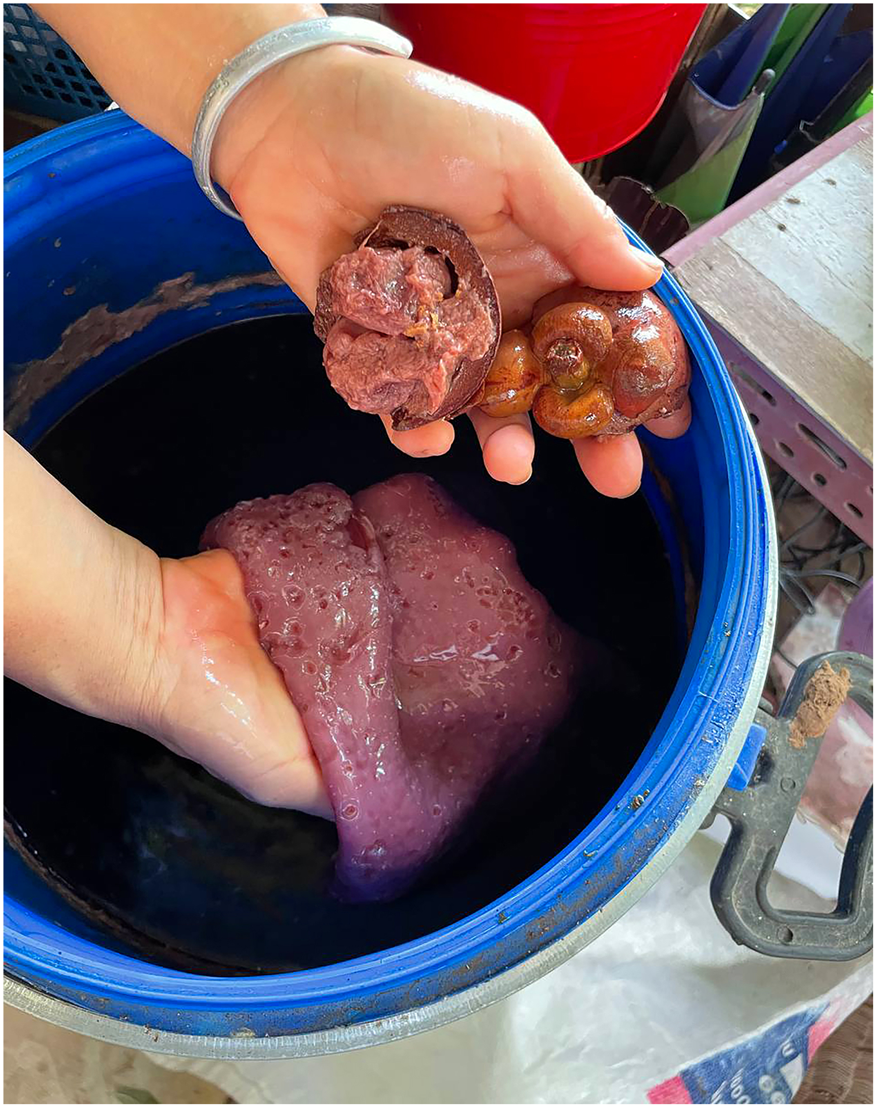Right: SCOBY pellicles grown from Sage-leaved Alongium cider vinegars prepared by Tanyaporn in her Micro Friends workspace, in Pak Chong District, Nakhon Ratchasima Province, Thailand, May 29th, 2024. May 2024.