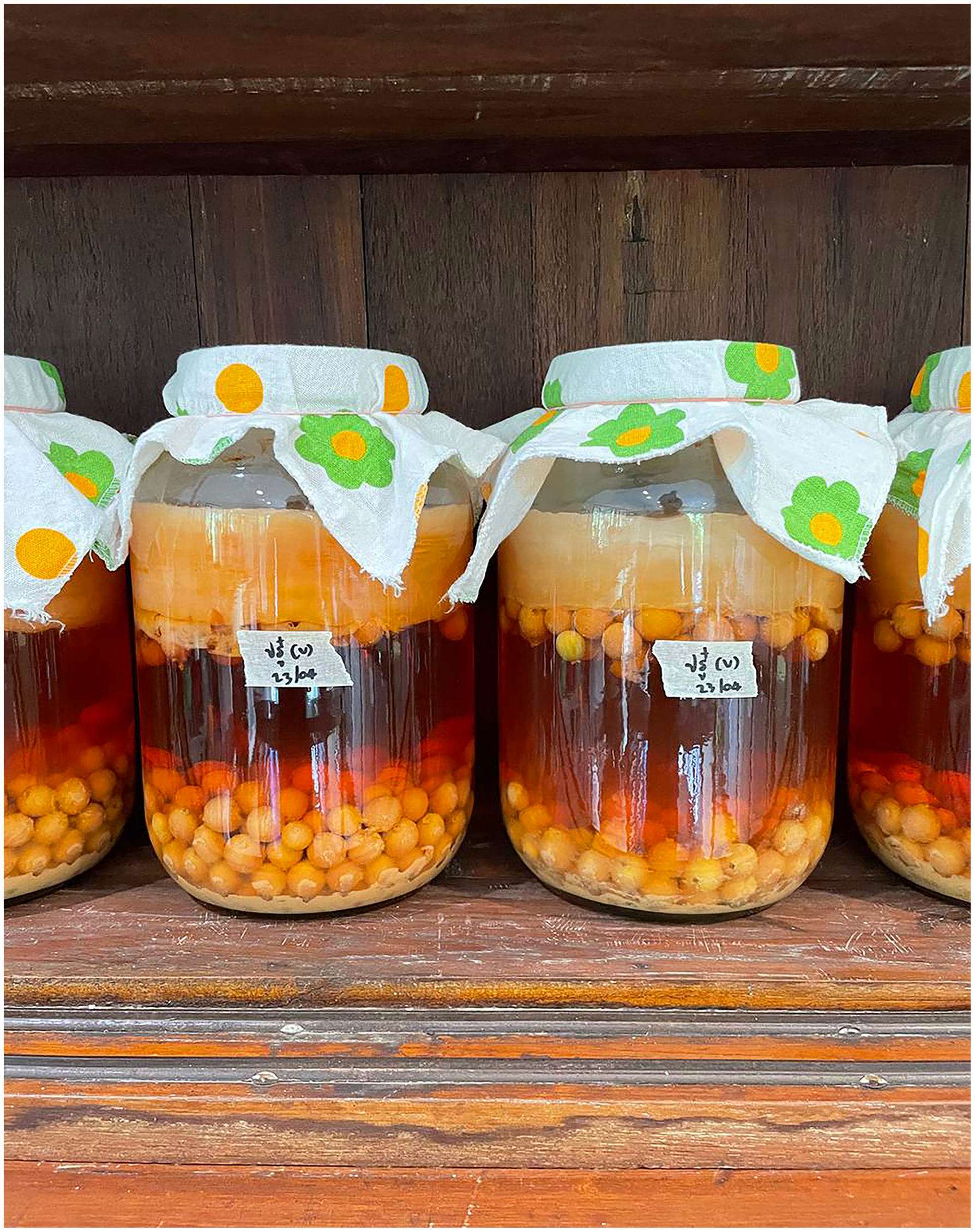Left: Alexis Görtz showing a spontaneous SCOBY grown from wild apple vinegar, in MOOS Space, Berlin, Germany, November 18th, 2024.