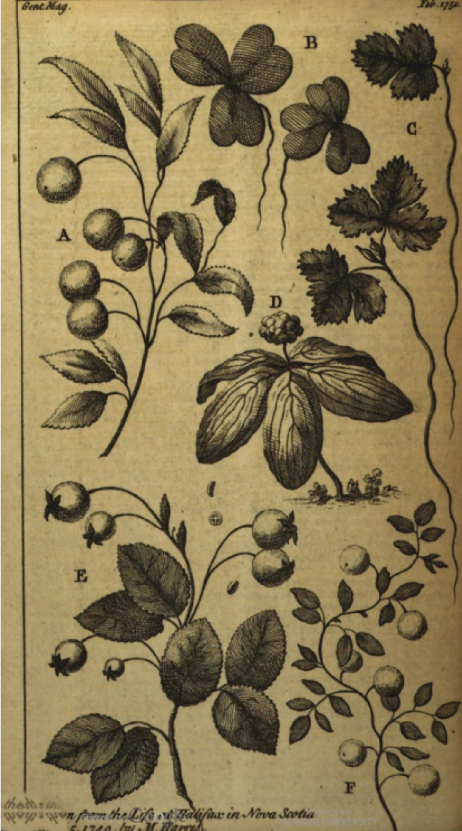 A sepia-toned engraving of several native plants illustrated in the classical style of botanical illustration. The paper is heavily aged and is sepia in colour.