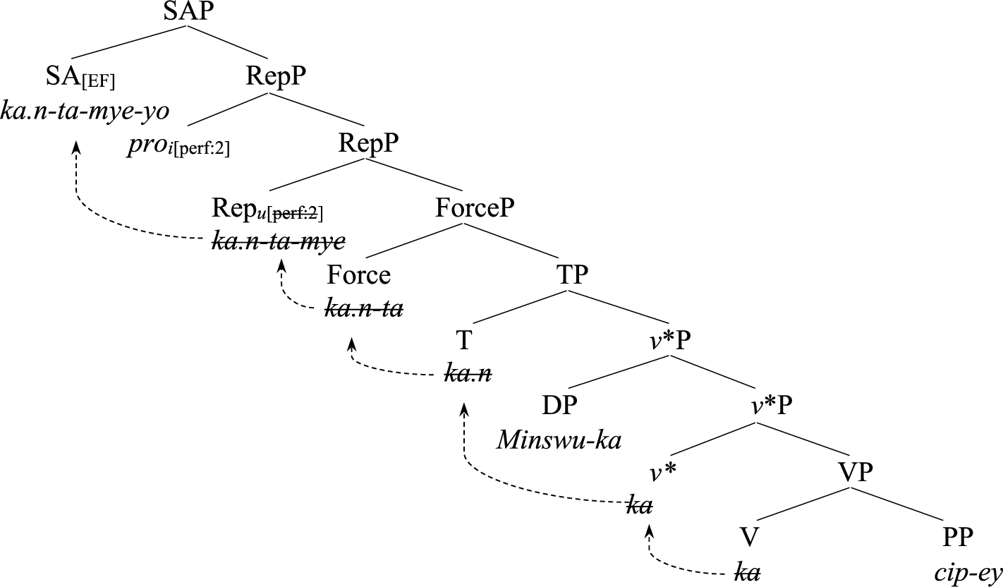 A linguistic syntactic tree diagram illustrating the hierarchical structure of a sentence with multiple nested functional projections and movement traces.