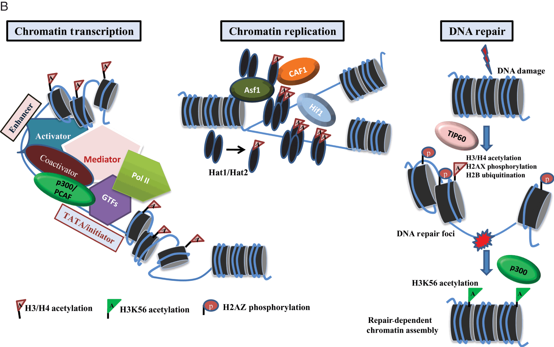 modulating histone acetylationwith