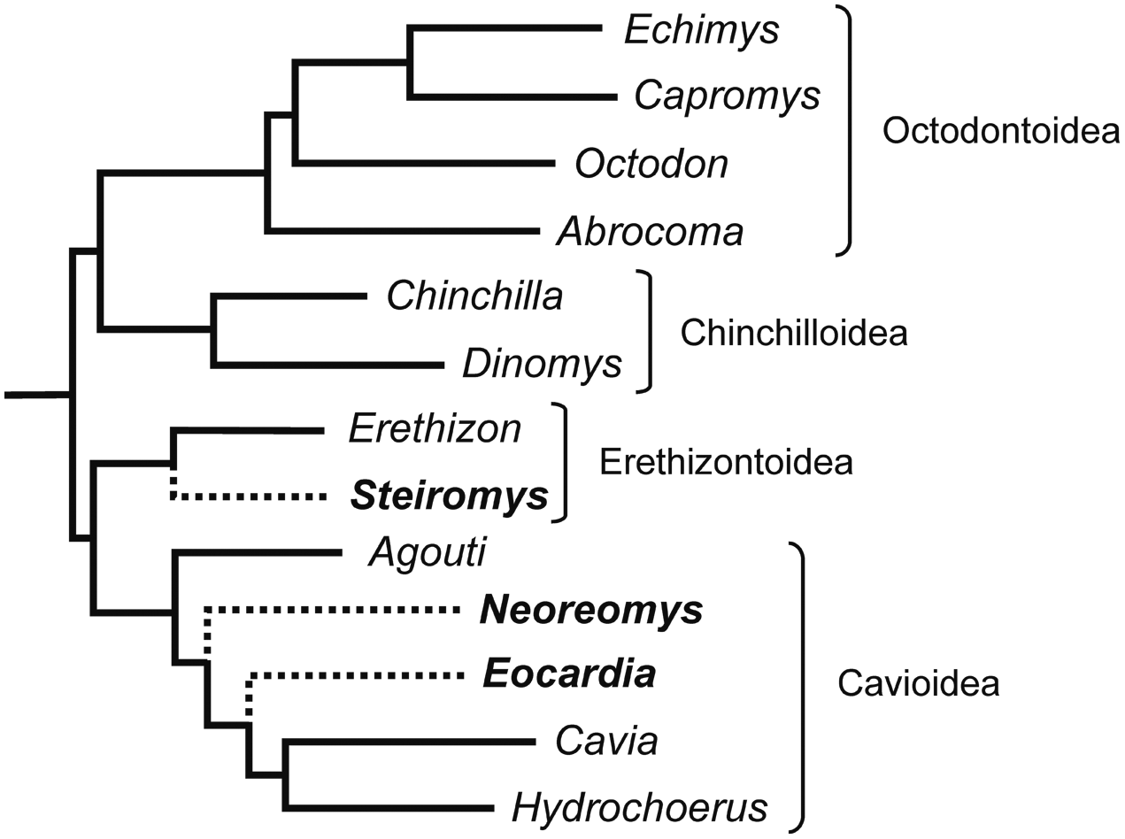 Cavioids, Chinchilloids, and Erethizontoids (Hystricognathi, Rodentia,  Mammalia) of the Early Miocene Pampa Castillo Fauna, Chile
