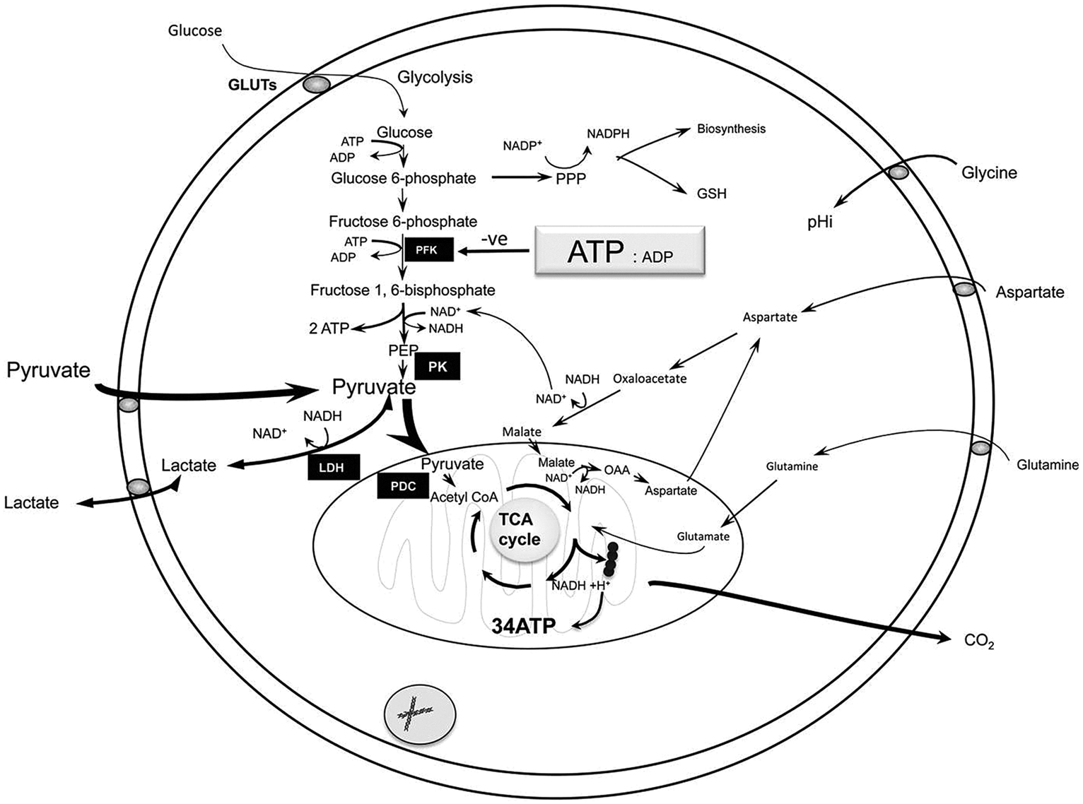 A diagram depicting in vivo and in vitro testing Stock Photo - Alamy