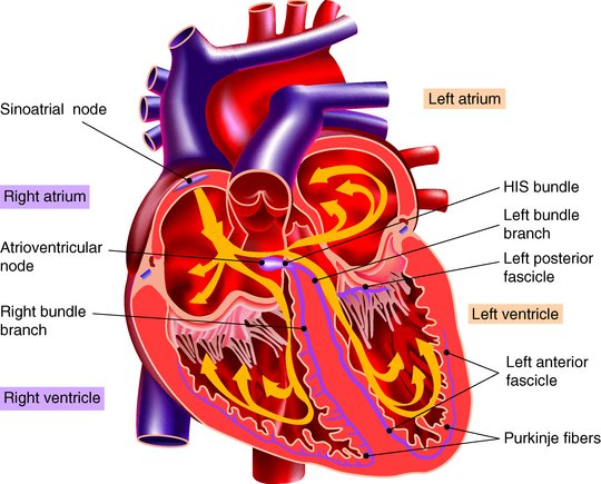 Principles Of Emergency Medicine Section 1 An Introduction To Clinical Emergency Medicine