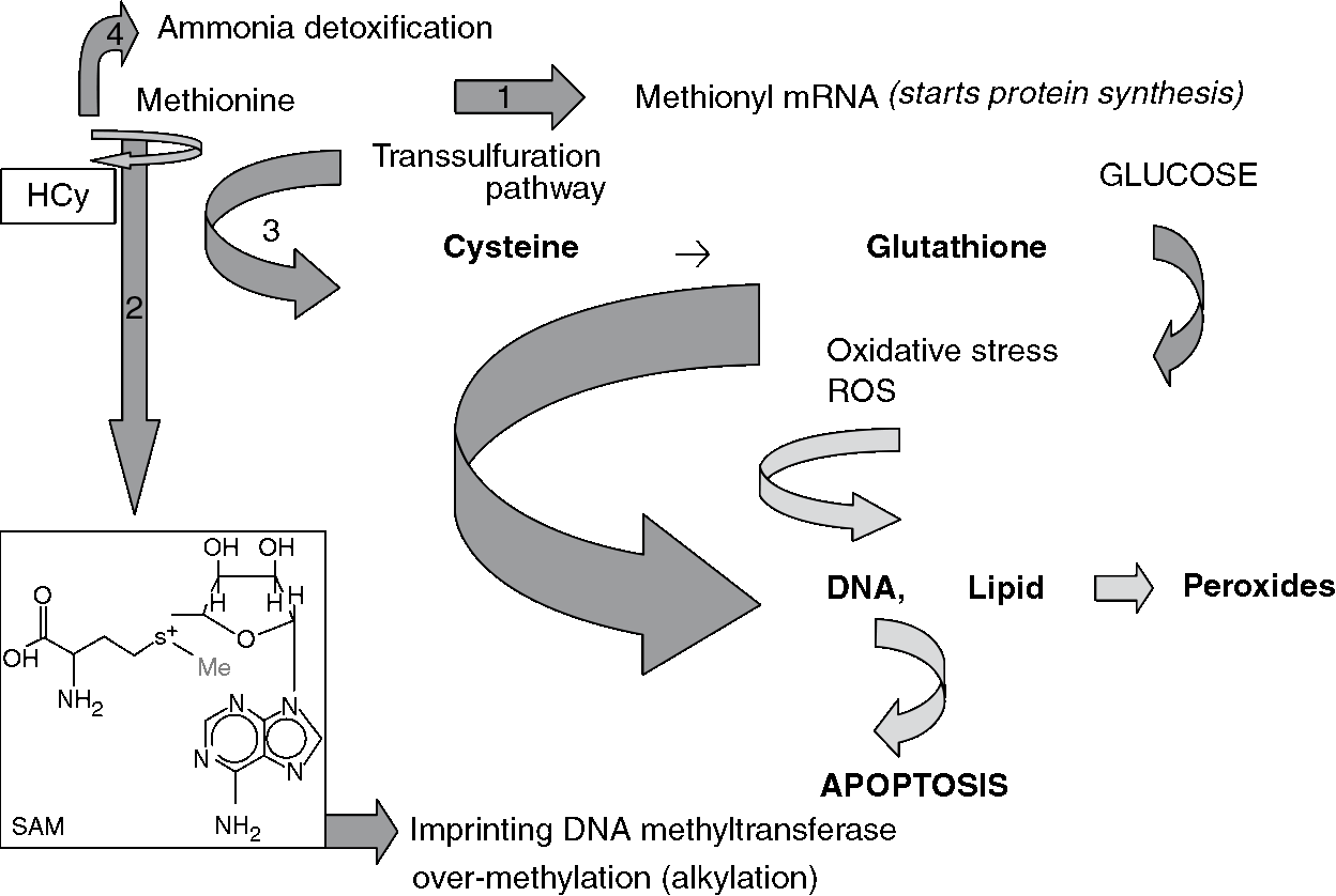 transsulfuration pathway glutathione Setria Glutathione Now Meets the New USP Compendia main image 0