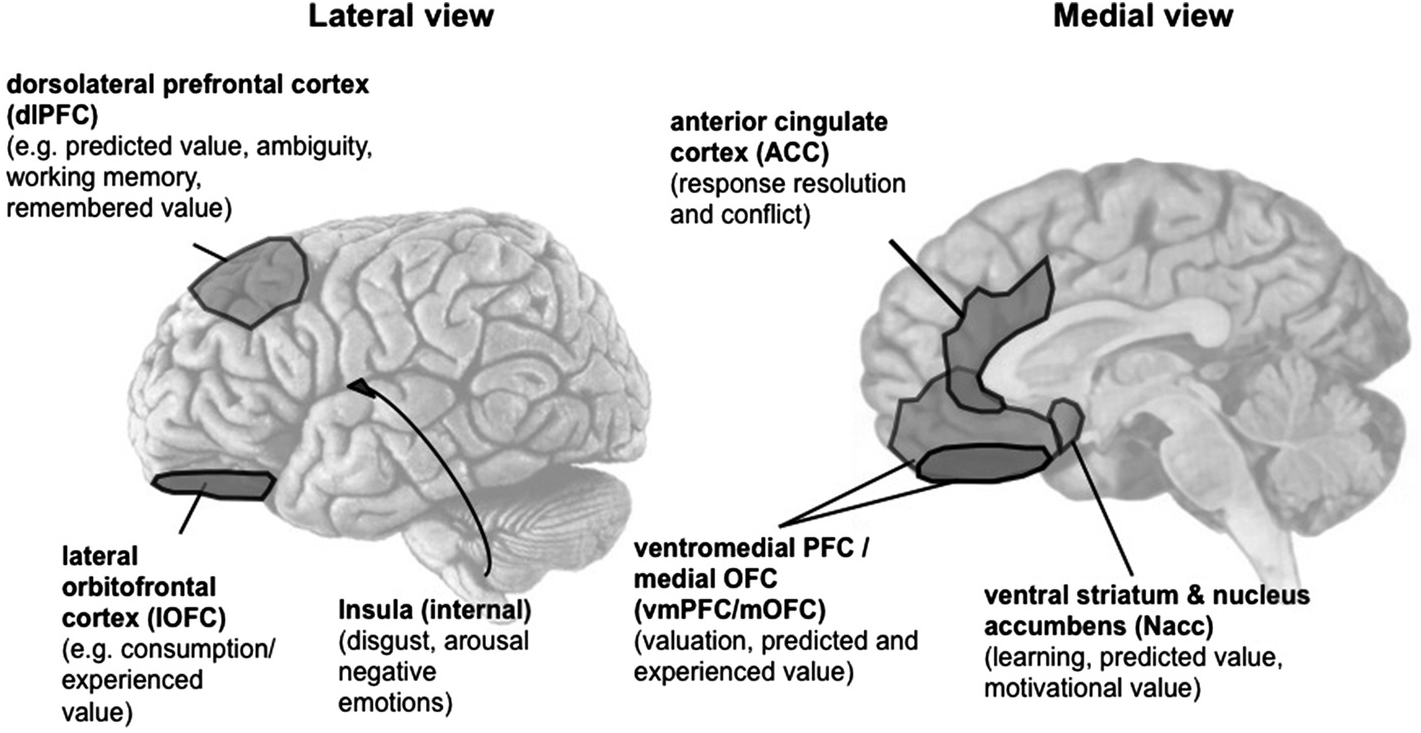 Frontiers  Modulating OFC Activity With tDCS Alters Regret About Human  Decision-Making