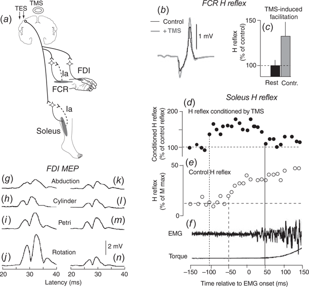 Effects of neuromuscular electrical stimulation and voluntary commands on  the spinal reflex excitability of remote limb muscles