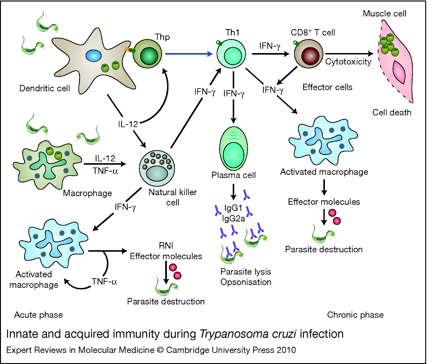 The Endless Race Between Trypanosoma Cruzi And Host Immunity Lessons For And Beyond Chagas 5847