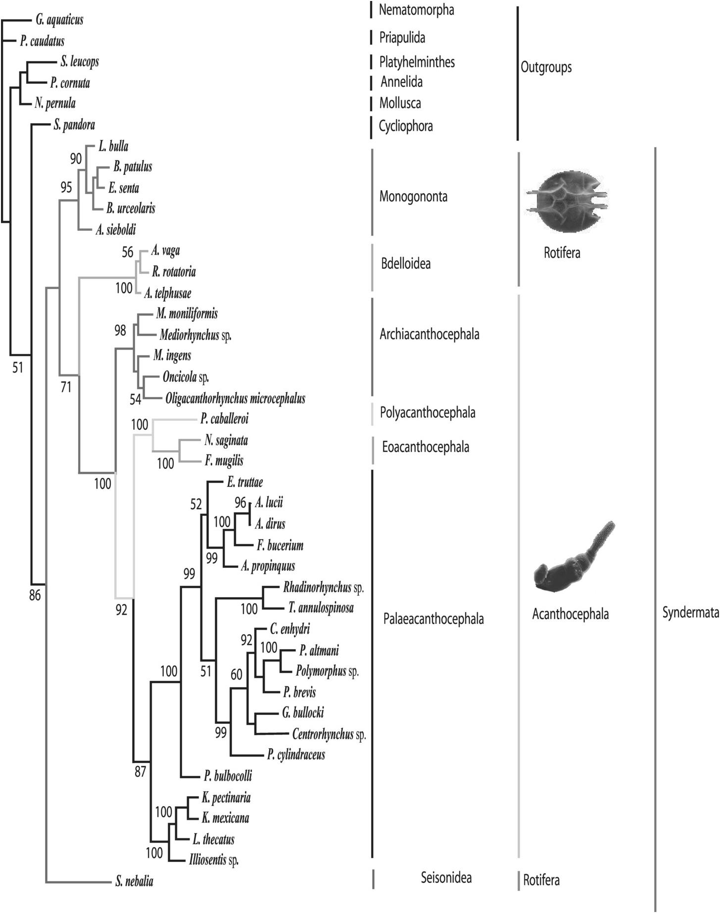Systema helminthum acanthocephala, A méreganyagok és a paraziták béltisztítása