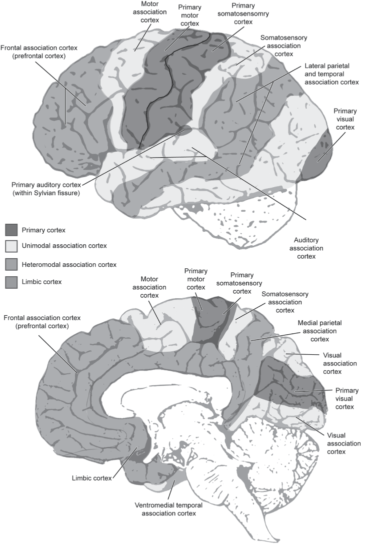 alexandria occasional cortex