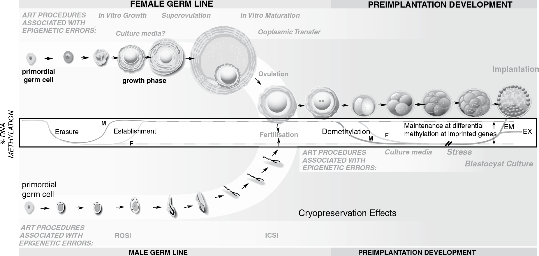 epigenetics and assisted reproduction