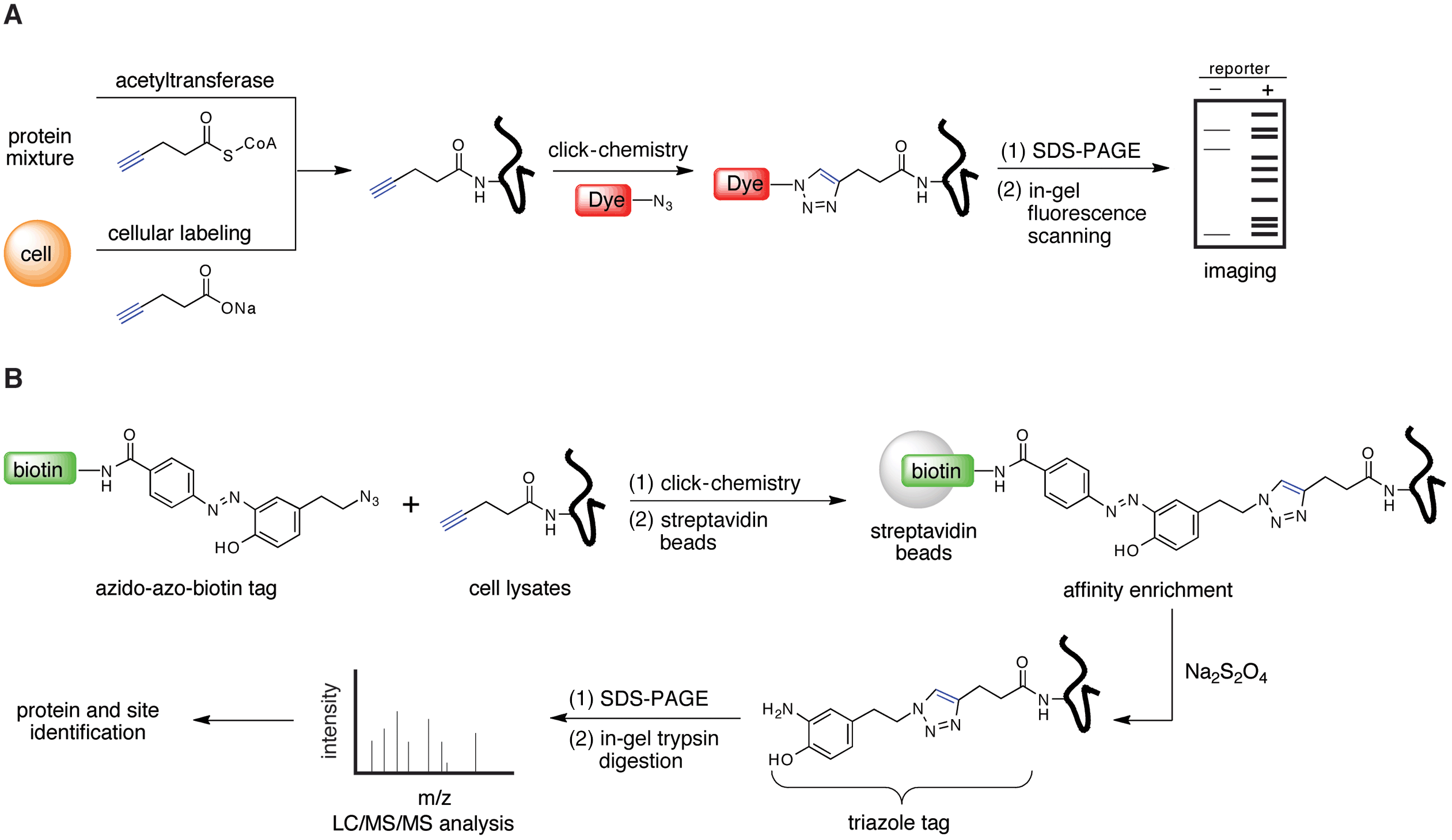 Enigmatic Chemical Tag Is Altered In >> Basics Of Chromatin Biology And Biochemistry Part I Enigmatic Chemical Tag Is Altered In >> Basics Of Chromatin Biology And Biochemistry Part I
