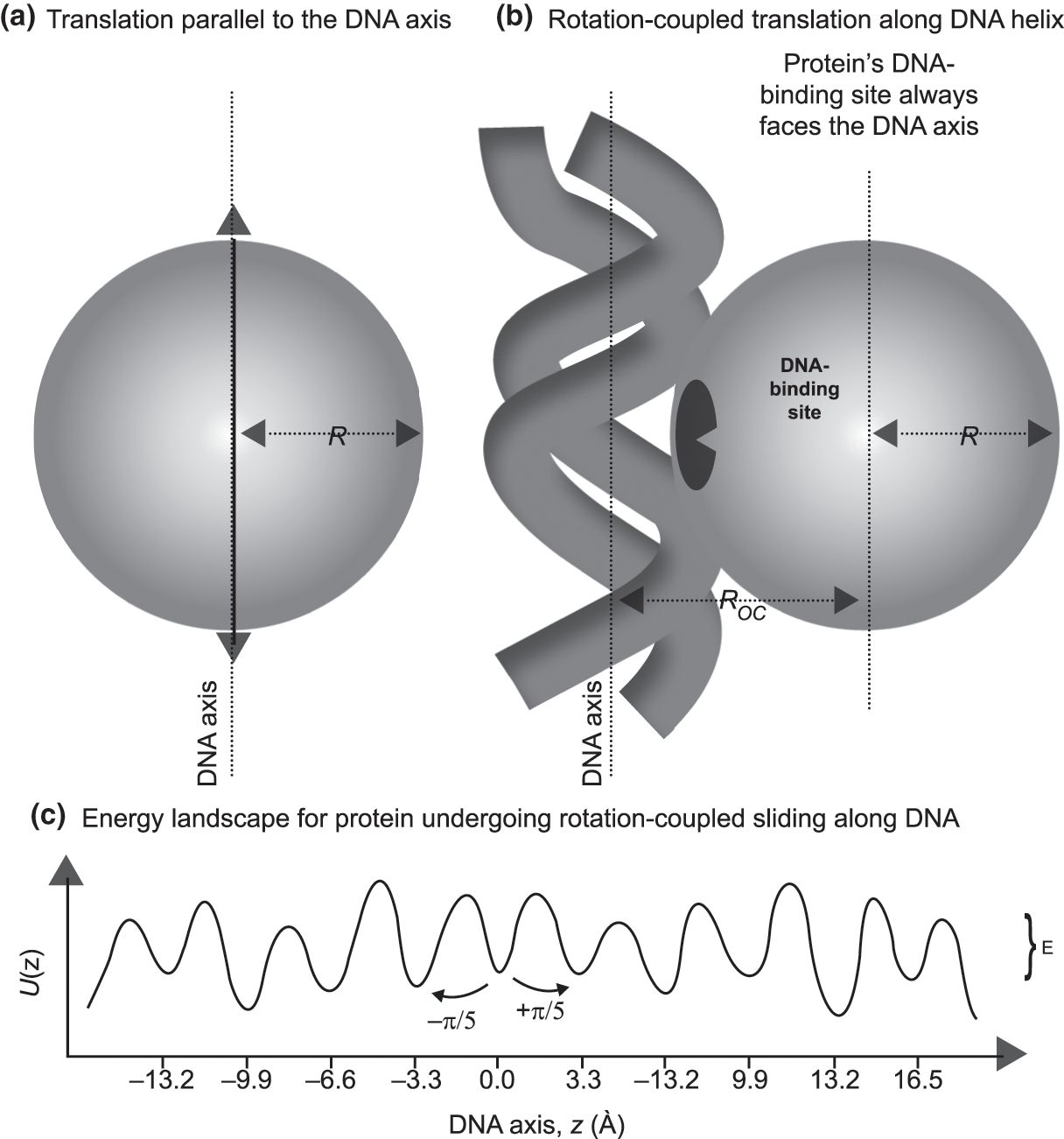 protein dna interaction the role of