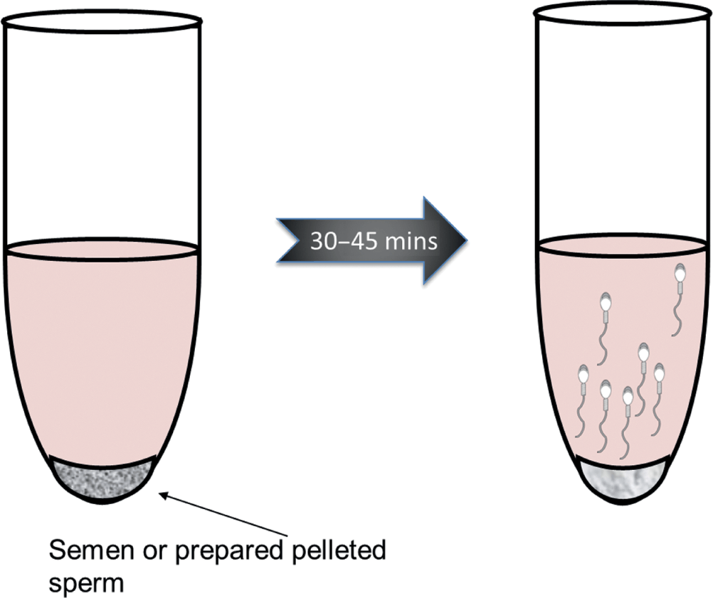 How to clean up semen
