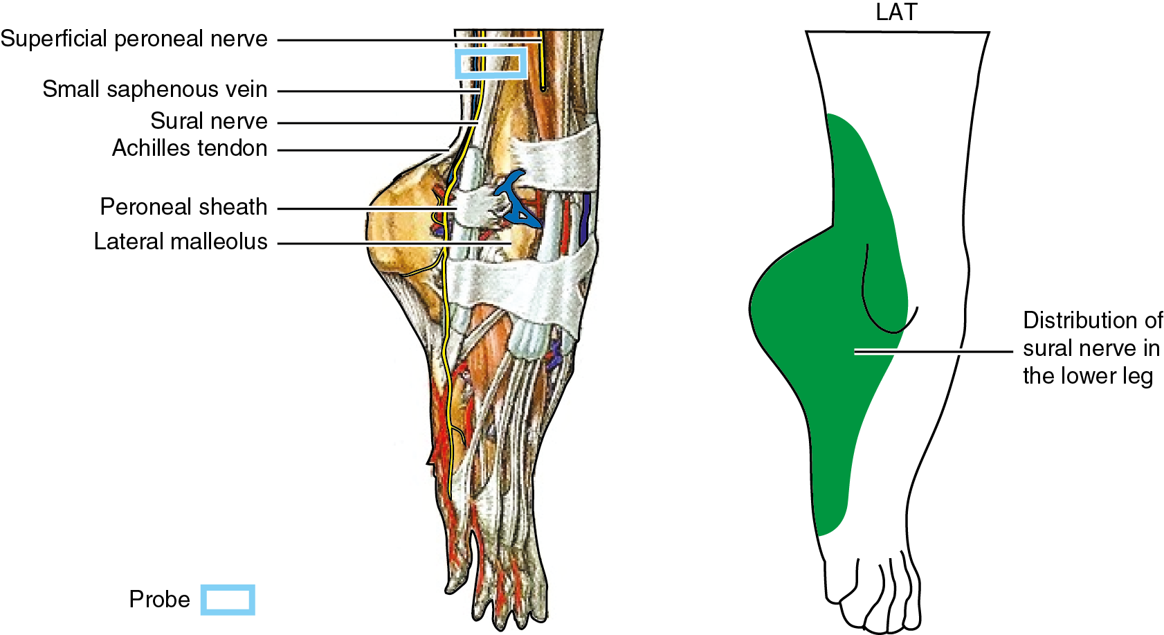 Saphenous Vein And Nerve