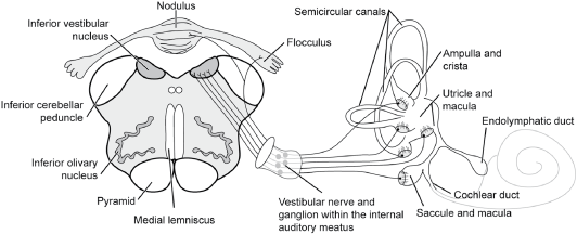 The Pons Chapter 3 Clinical Neuroradiology