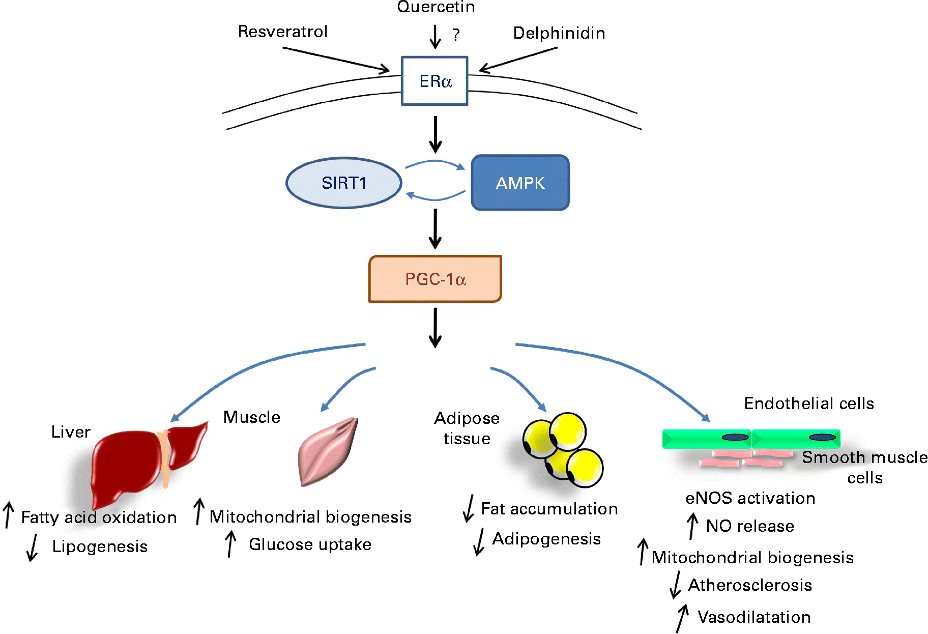 Molecular mechanisms of the cardiovascular protective effects of
