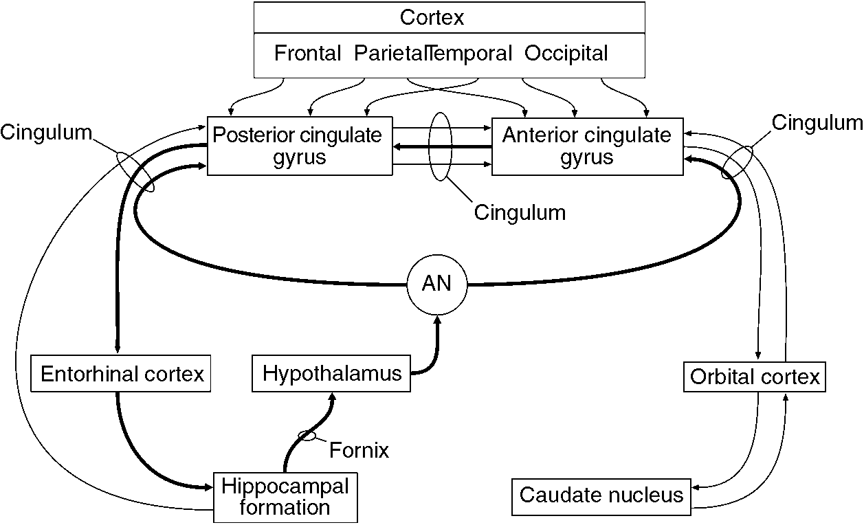 Limbic system: Cingulate cortex (Chapter 12) - The Brain and Behavior, image size:1257x764