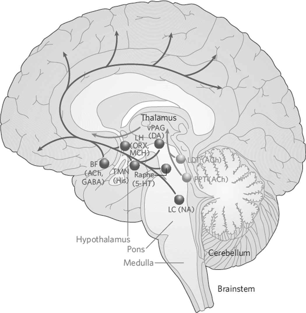 Structural And Functional Neuroanatomy Section I Behavioral