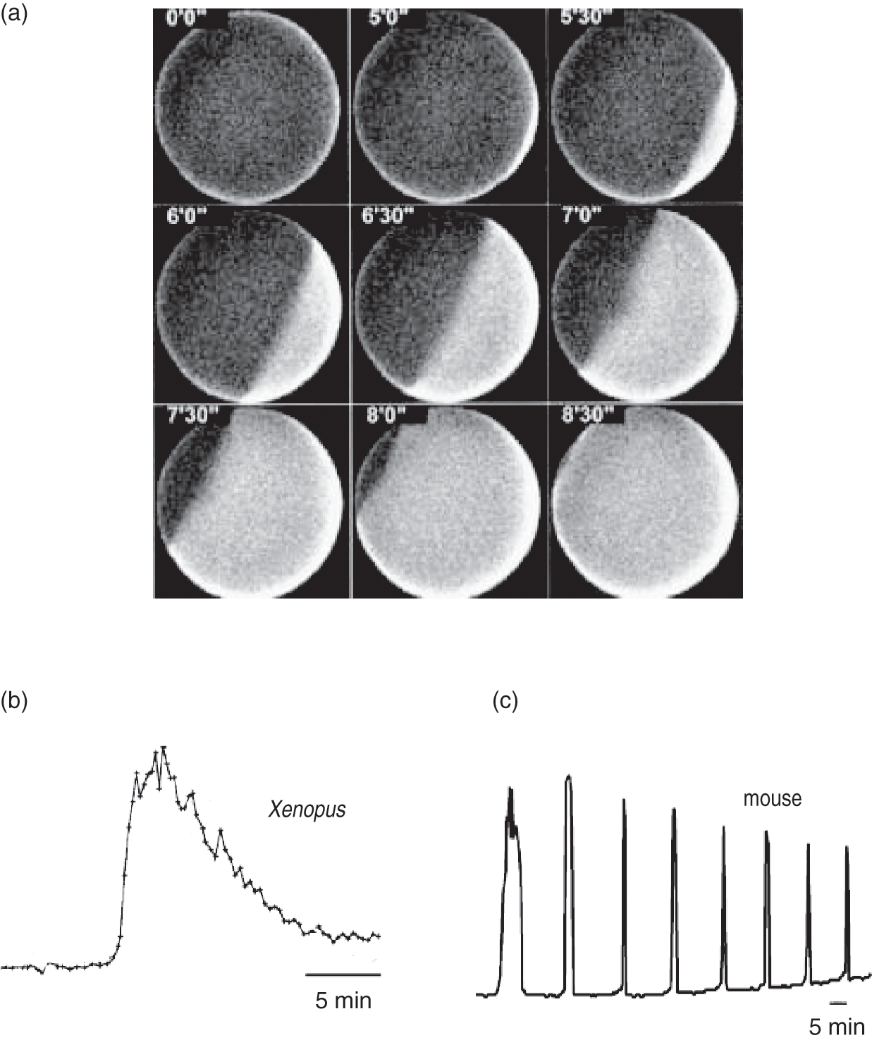 Fertilization and egg activation (Chapter 11) - Textbook of Clinical  Embryology, image size:1237x1476
