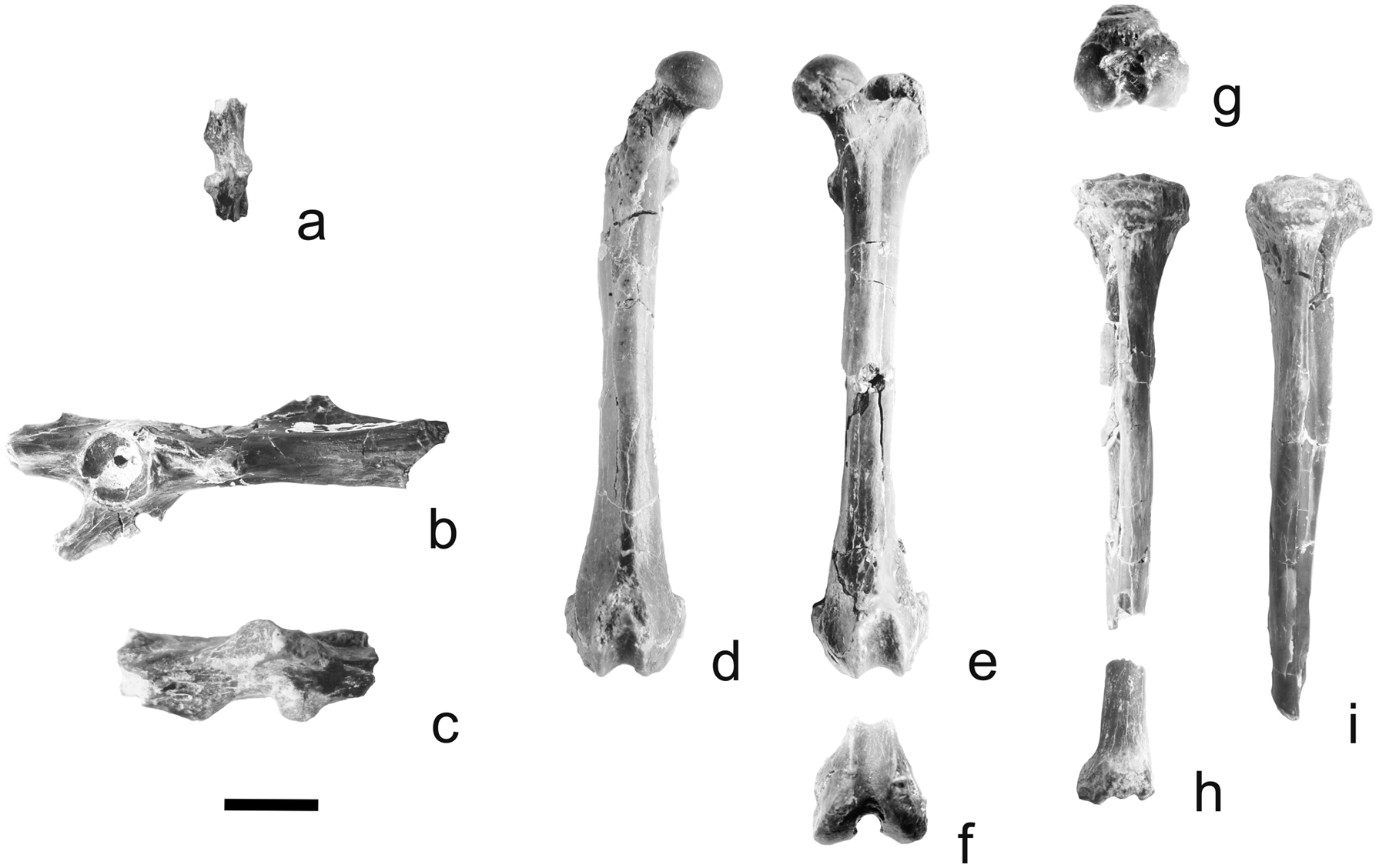 Cavioids, Chinchilloids, and Erethizontoids (Hystricognathi, Rodentia,  Mammalia) of the Early Miocene Pampa Castillo Fauna, Chile