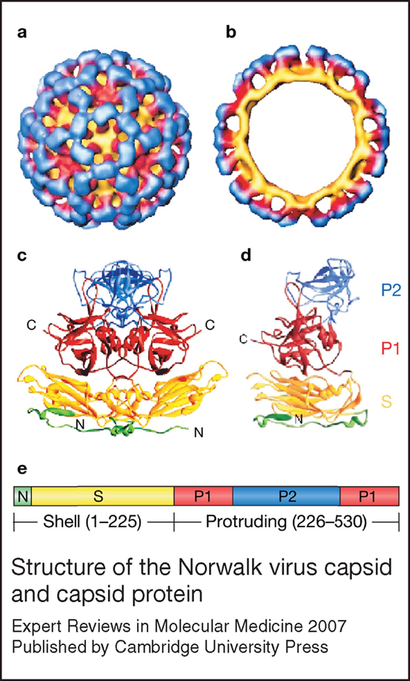 Norovirus–host Interaction: Implications For Disease Control And ...