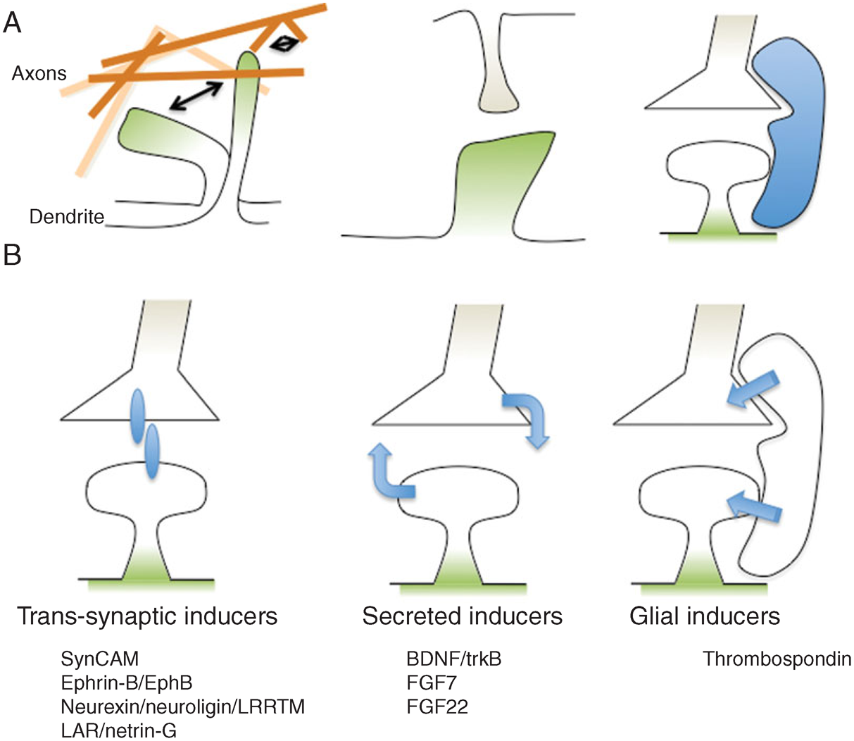 dihexa promotes synaptogenesis alphabiomedlabs #dihexa #neuroplasticityresearch #hgfcmet  #neurosciencescience main image 0