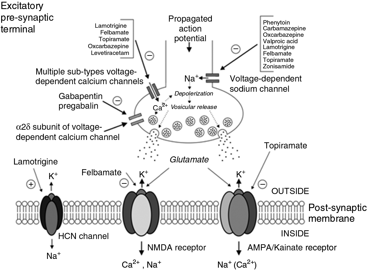 Epilepsy Chapter 13 Translational Neuroscience