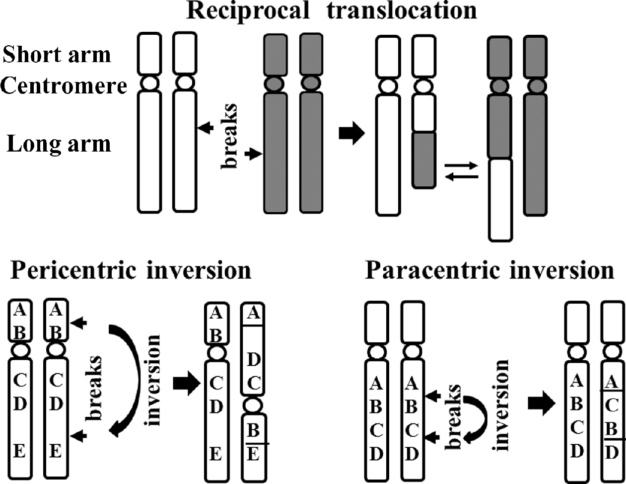 Partial karyotype showing ring chromosome 15, i.e. r(15)(p11.2q26) |  Download Scientific Diagram