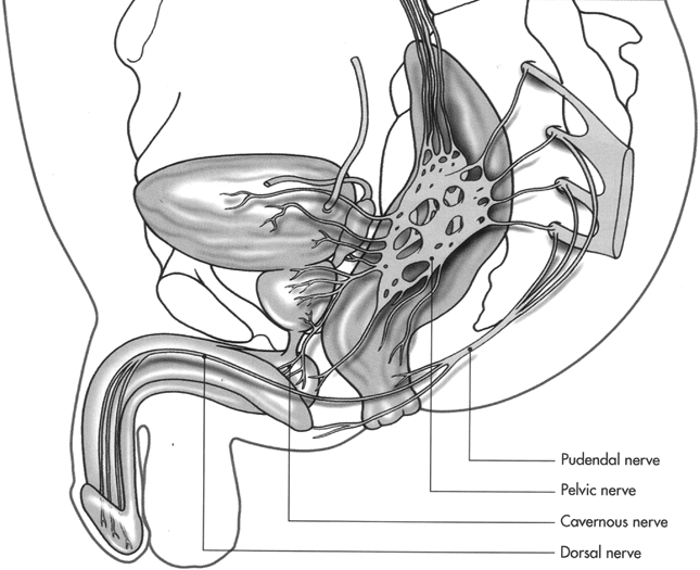 Neurological control of sexual function in health and disease