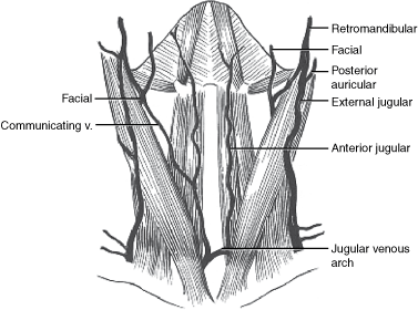 Anatomy Of The Anterior And Lateral Neck Chapter 1