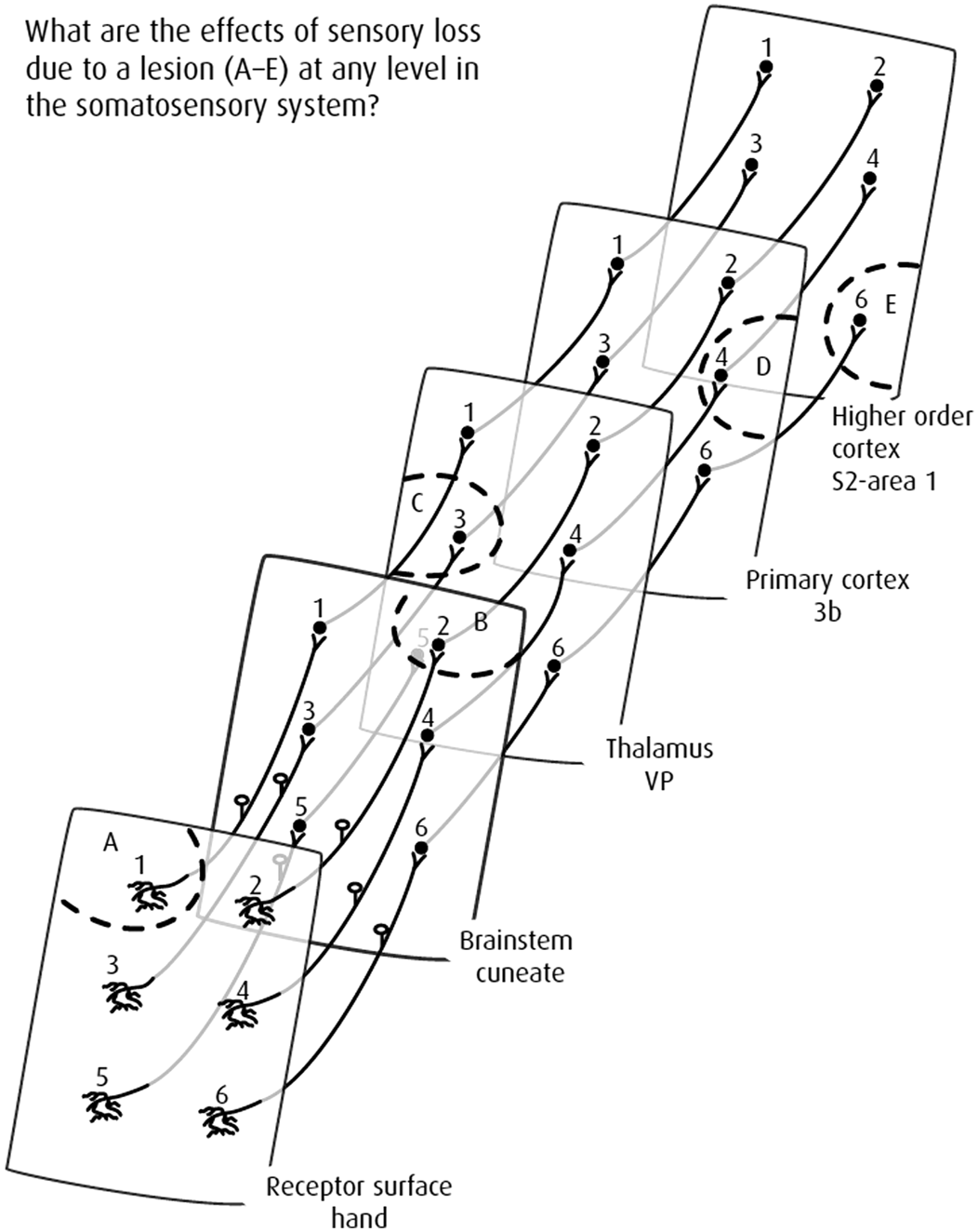 Schematic Representation Of The Autonomic Nervous System Divisions And Download Scientific Diagram