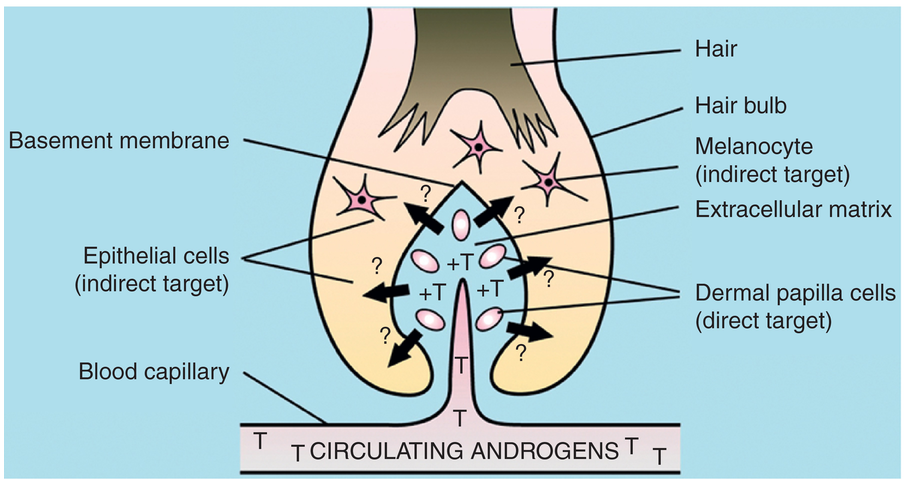 Androgens and hair: a biological paradox with clinical consequences  (Chapter 7) - Testosterone