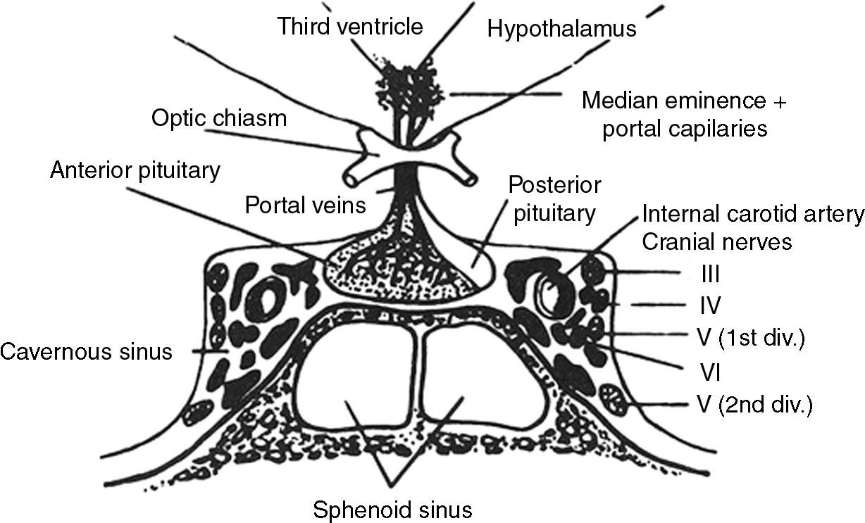 Clinical Anatomy Of Pituitary Gland - Pituitary Anatomy And Development