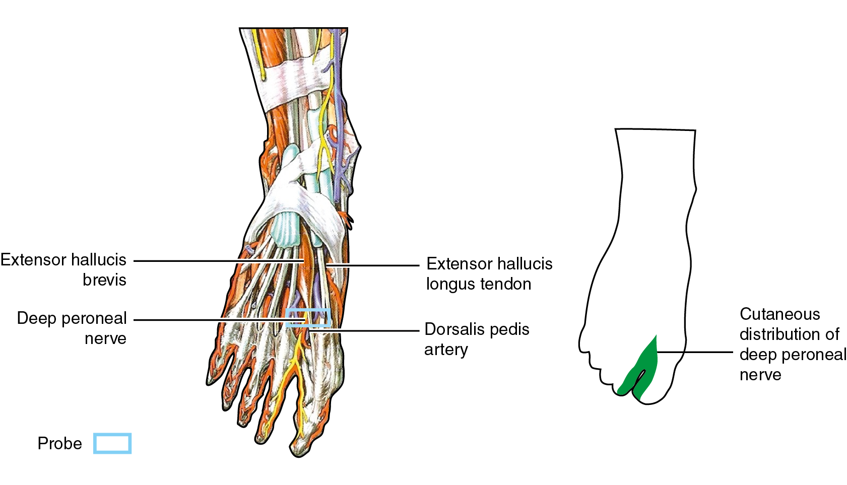 The Deep Peroneal Nerve In The Foot And Ankle: An Anatomic, 47% OFF