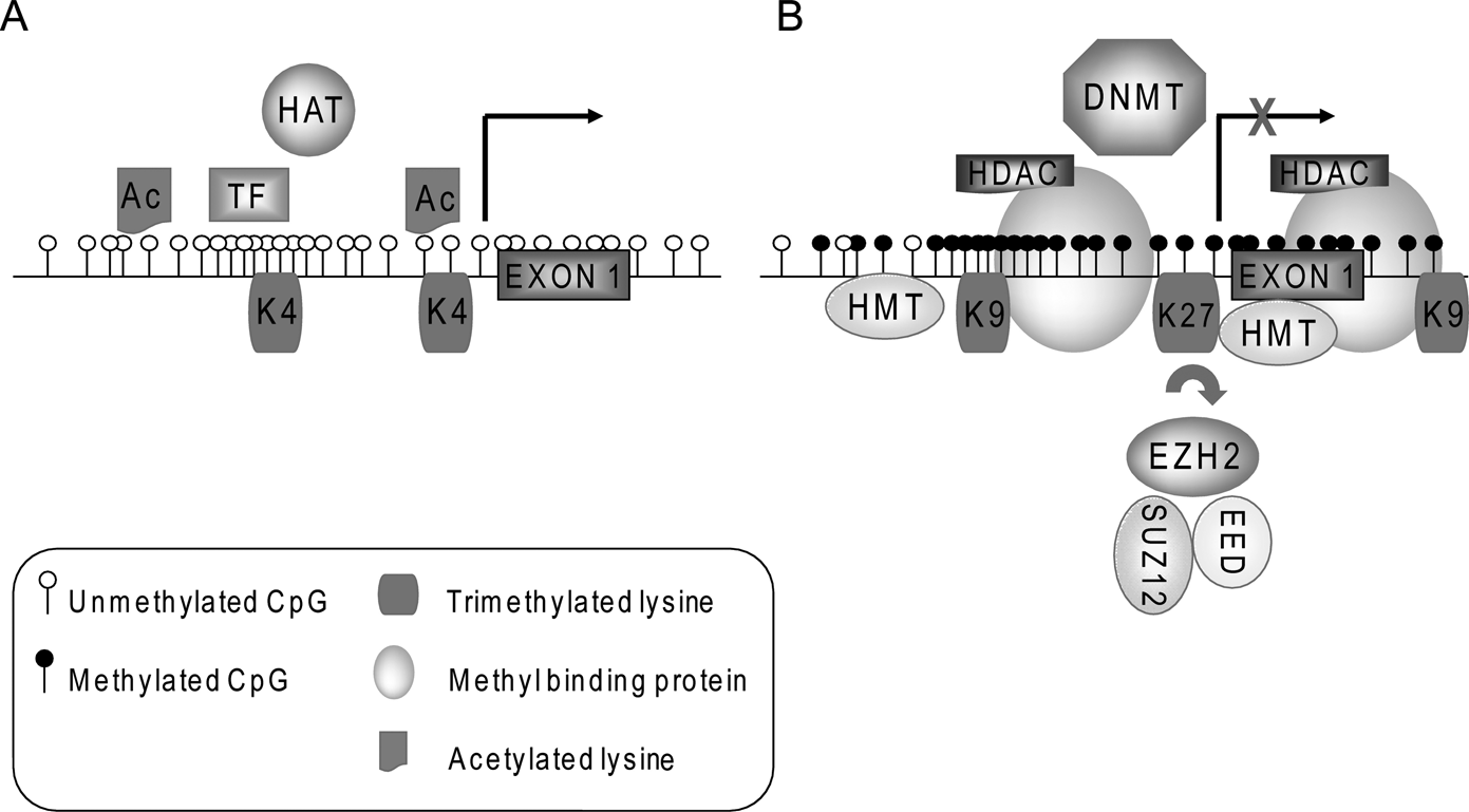 epigenomics in disease biology part iv epigenomics