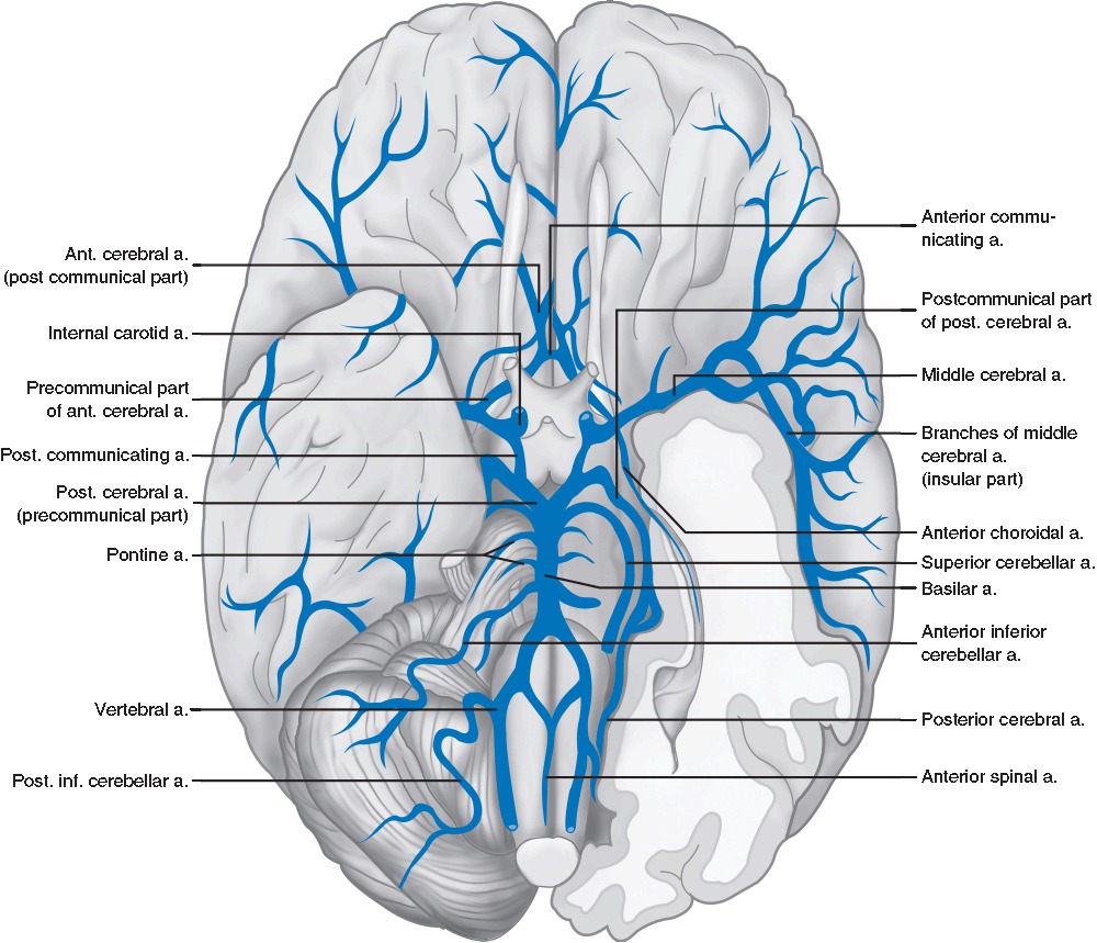 Anatomy Of Cerebral Vasculature Appendix 11 Acute Stroke