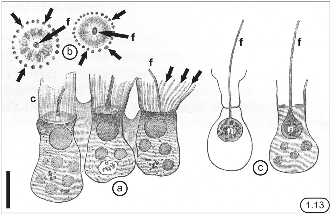 Historical Perspectives Chapter 1 The Choanoflagellates